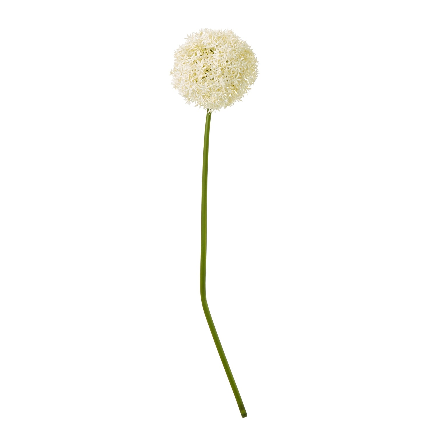 Cream Giant Allium Stem with a spherical, cream-colored bloom atop a long, slender green stem, perfect for elegant decor.