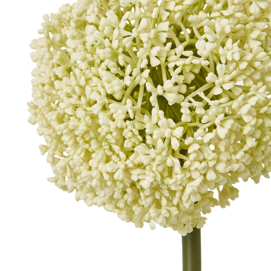 Cream allium stem featuring tightly-packed florets in a sophisticated spherical bloom, perfect for elegant decor.