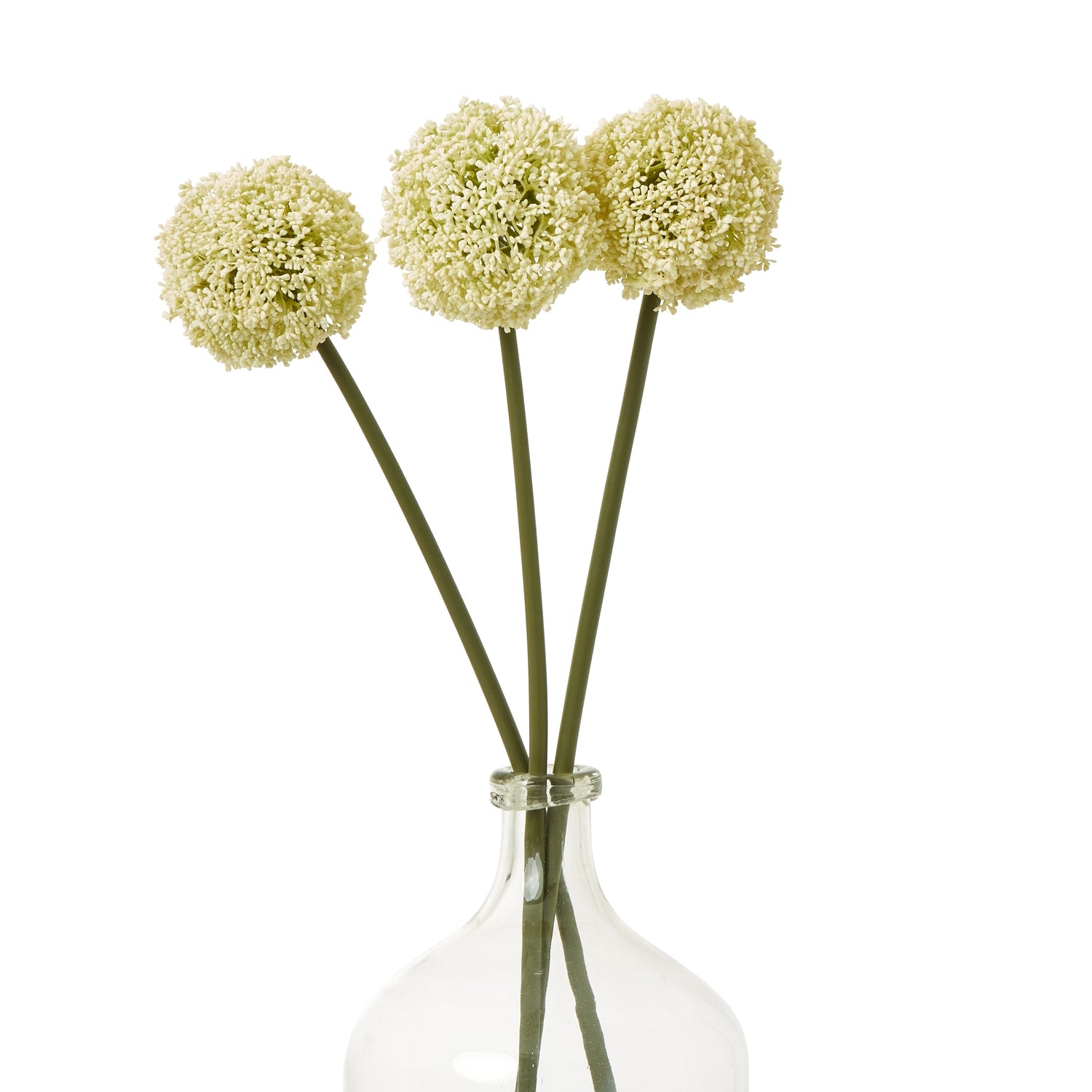 Cream allium stems with tight, detailed florets in a spherical shape, set in a glass vase, adding elegance to any decor.