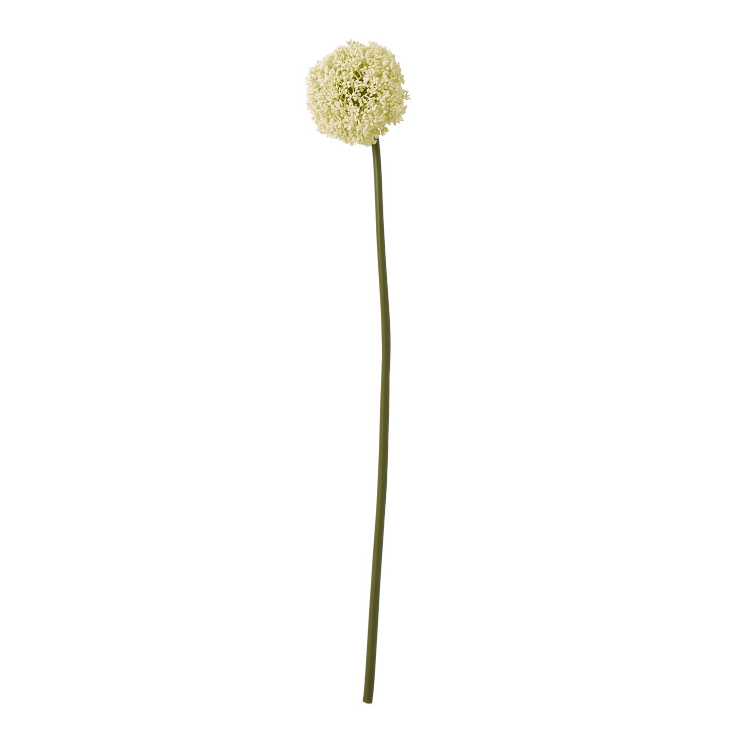 Cream allium stem featuring a spherical bloom of tightly-packed florets, set on a long green stem, perfect for elegant decor.