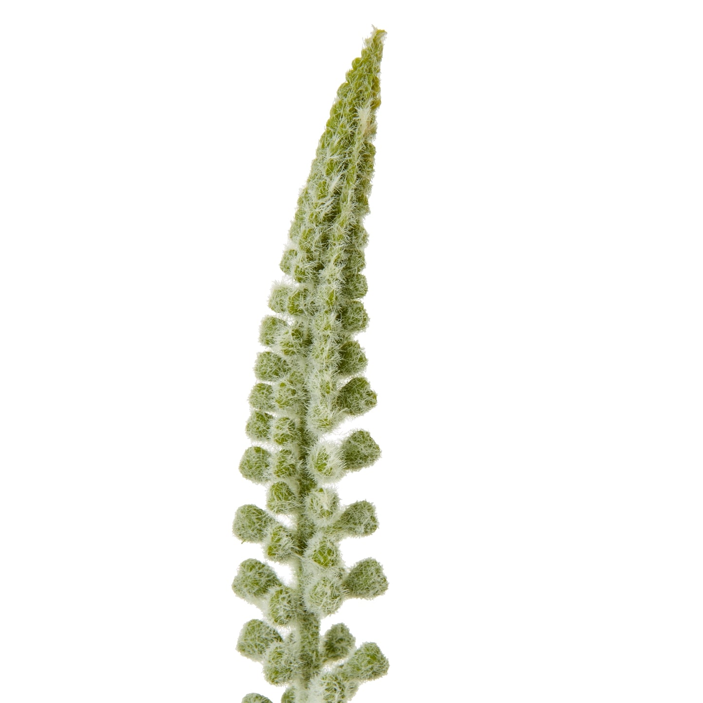 Elegant white Eremurus stem with a tall, slender design featuring delicate cascading florets, enhancing any decor.