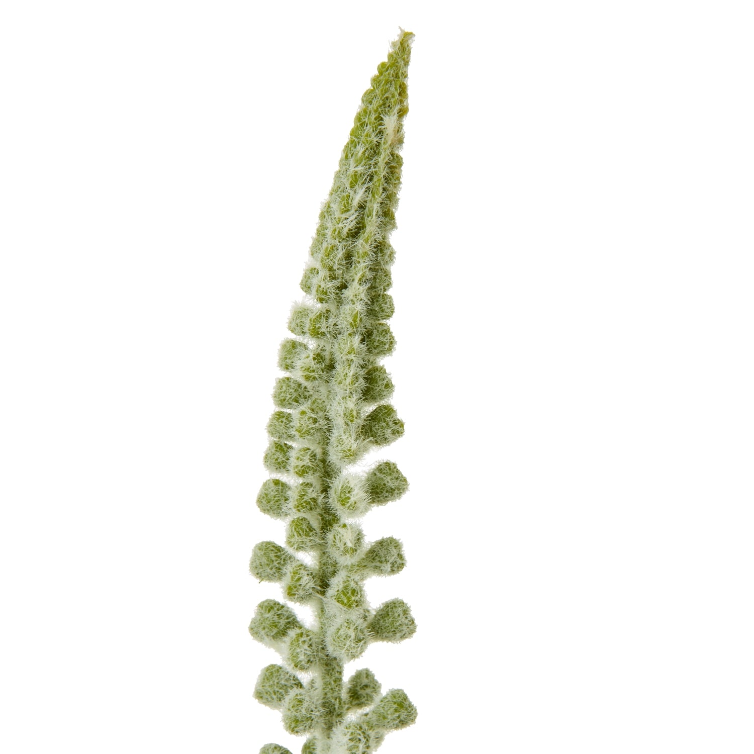 Elegant white Eremurus stem with a tall, slender design featuring delicate cascading florets, enhancing any decor.