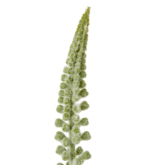Elegant white Eremurus stem with a tall, slender design featuring delicate cascading florets, enhancing any decor.