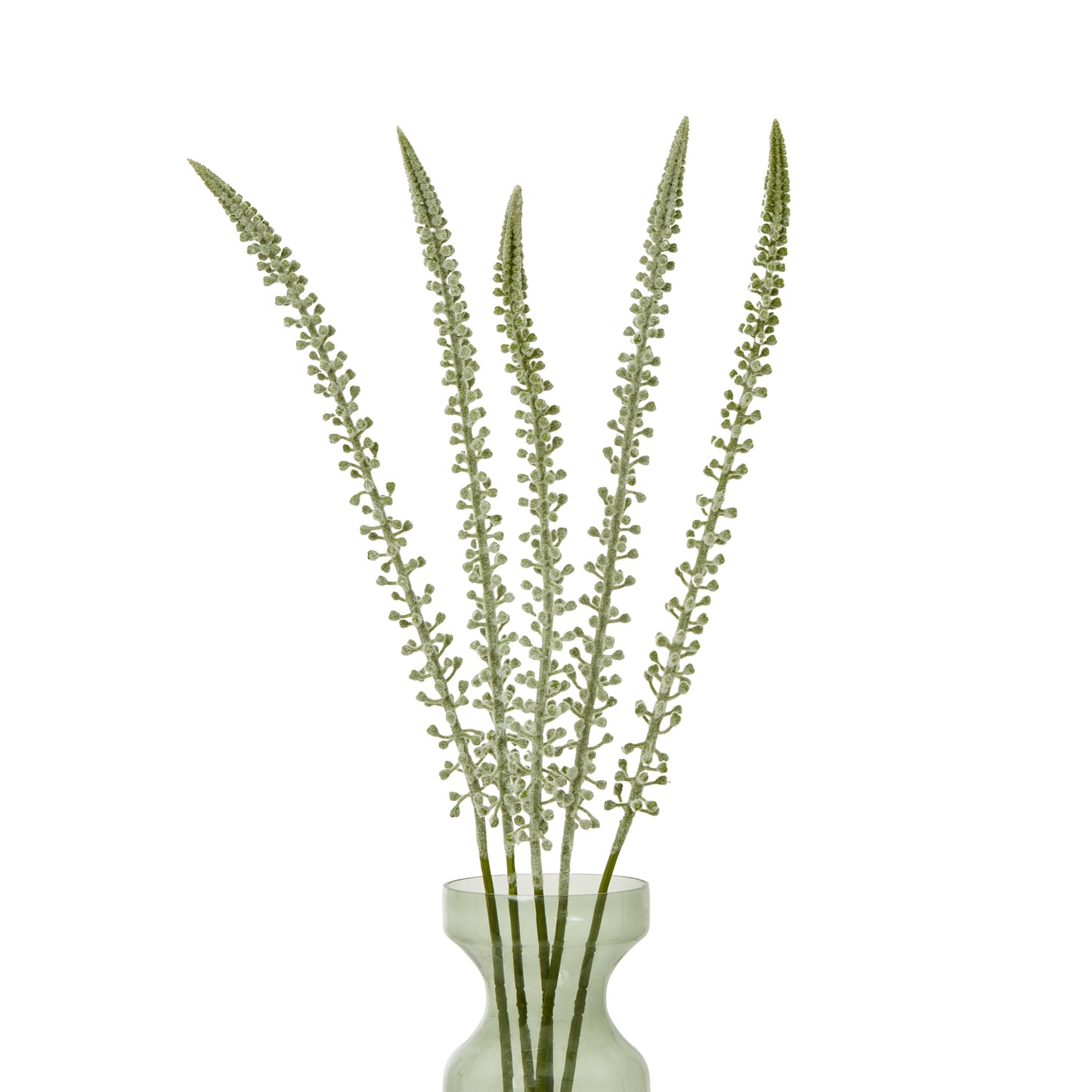 Tall, elegant white Eremurus stem with slender, cascading florets in a clear vase, enhancing modern decor with sophistication.