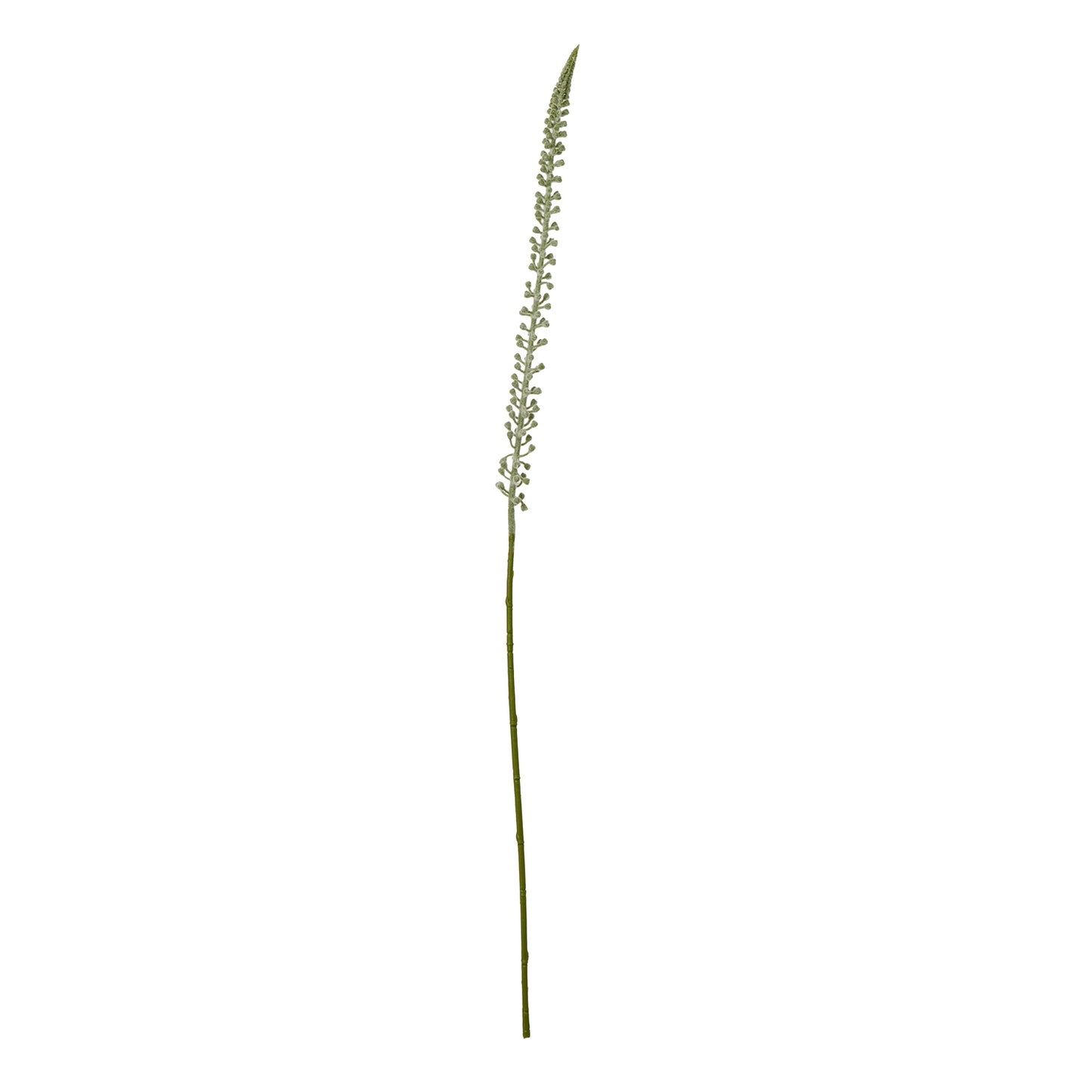 Tall, elegant white Eremurus stem with a slender silhouette and delicate florets, perfect for modern decor arrangements.