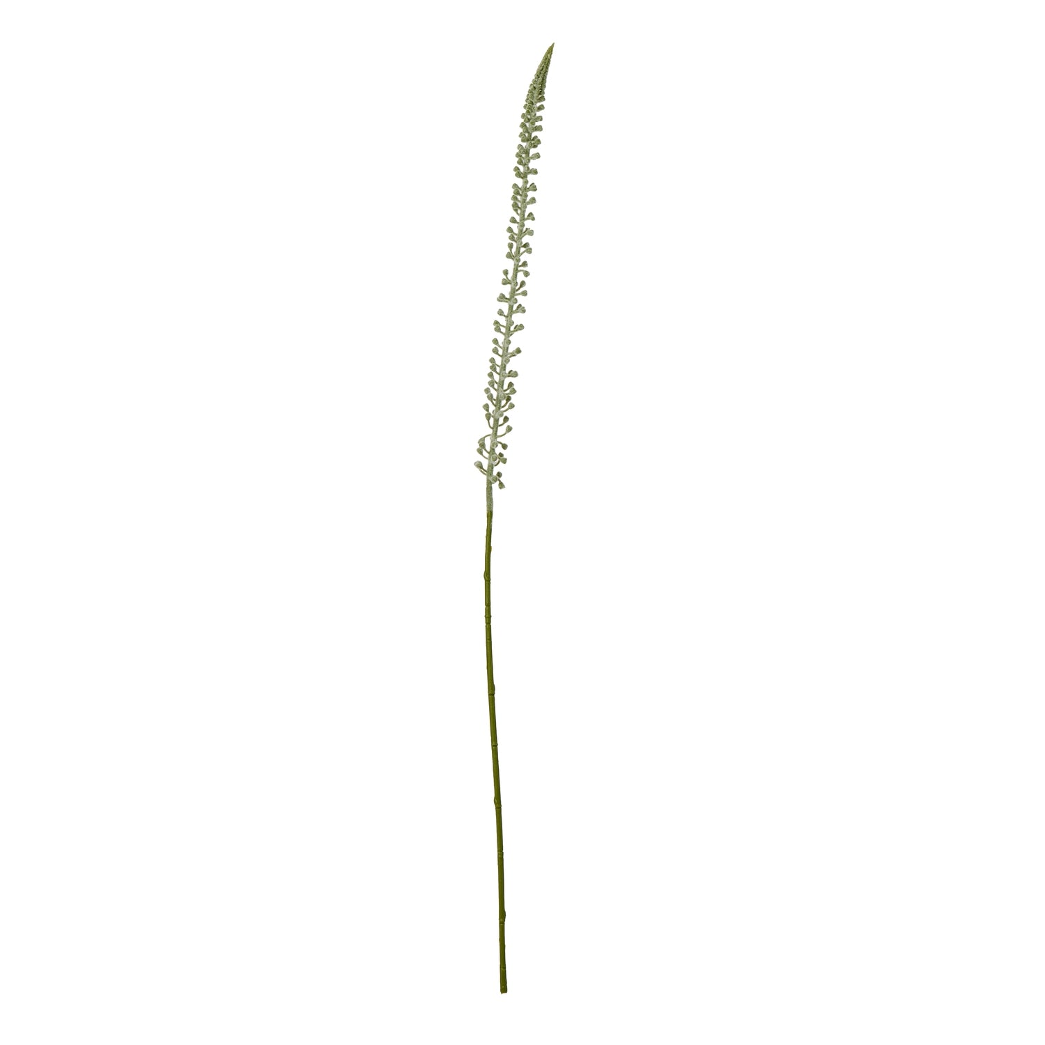 Tall, elegant white Eremurus stem with a slender silhouette and delicate florets, perfect for modern decor arrangements.