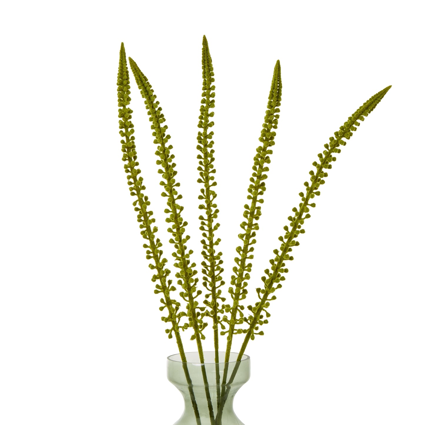 Tall, slender green Eremurus stems with cascading foliage, elegantly arranged in a clear vase, perfect for stylish decor.