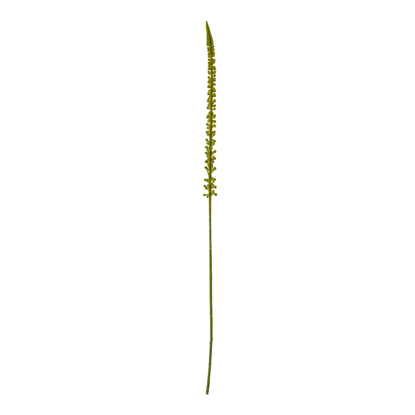 Tall, slender green Eremurus stem with cascading foliage, perfect for adding elegant natural accents to any interior decor.
