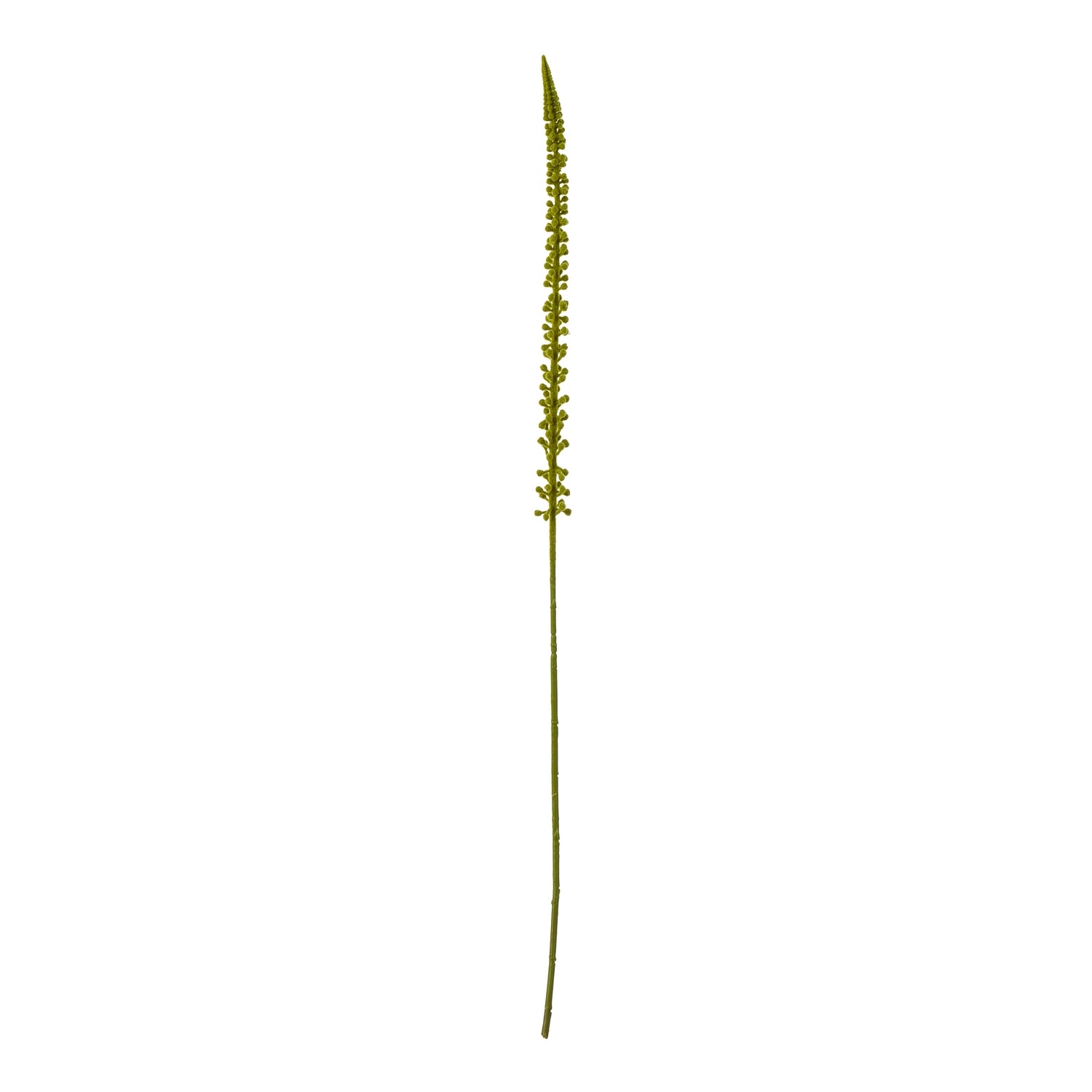 Tall, slender green Eremurus stem with cascading foliage, perfect for adding elegant natural accents to any interior decor.