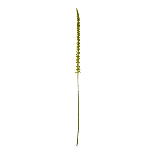 Green Eremurus Stem - Single Stem Flowers from the Quanta Home collection.
