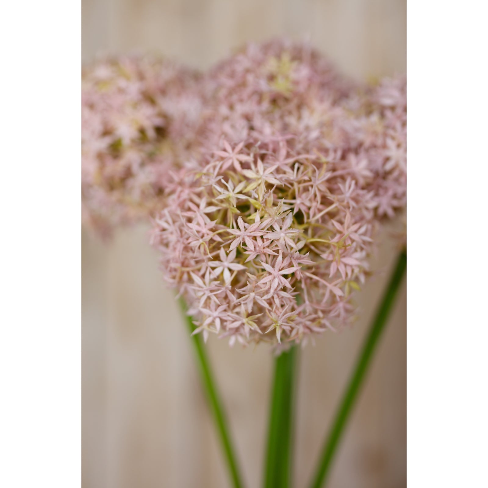 Lavender allium stem with delicate star-shaped petals, set against a soft background, exuding elegance and sophistication.