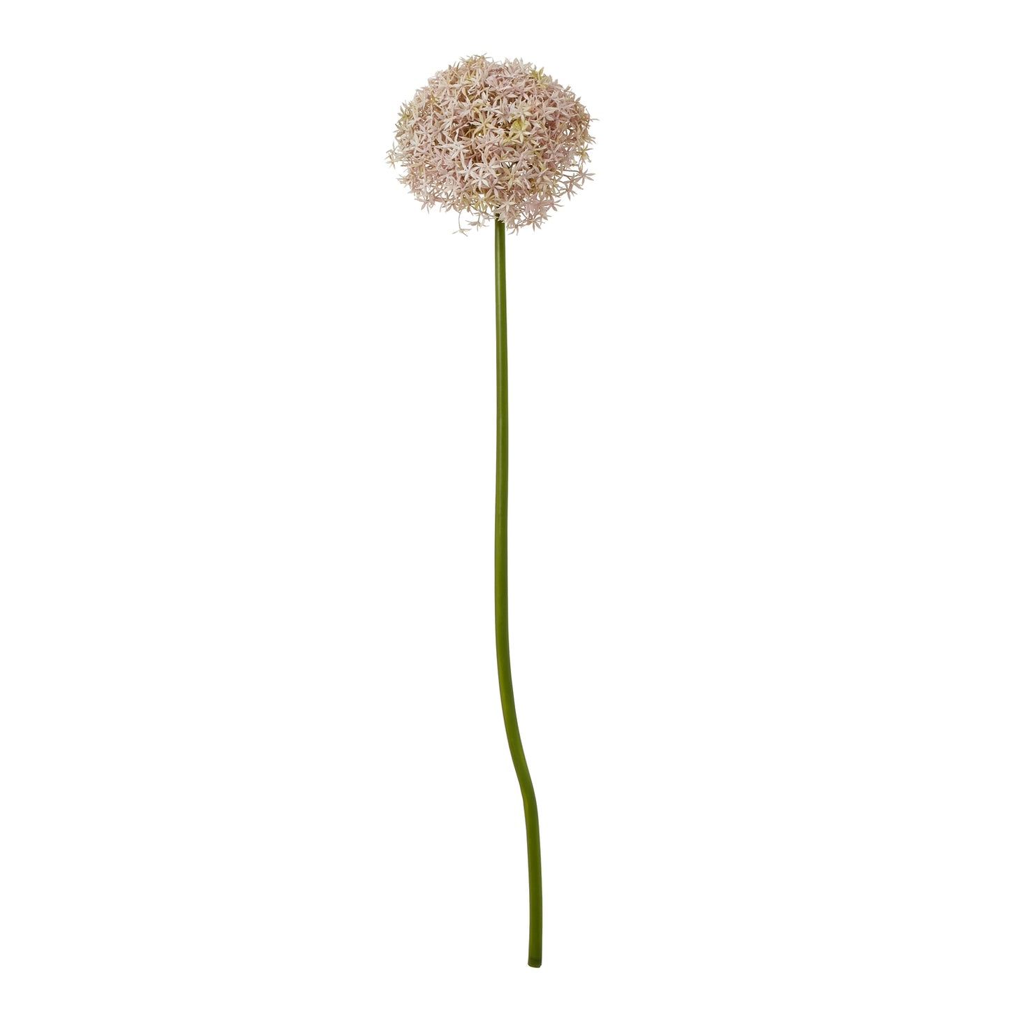Lavender-hued spherical bloom atop a long green stem, perfect for elegant arrangements and home decor.