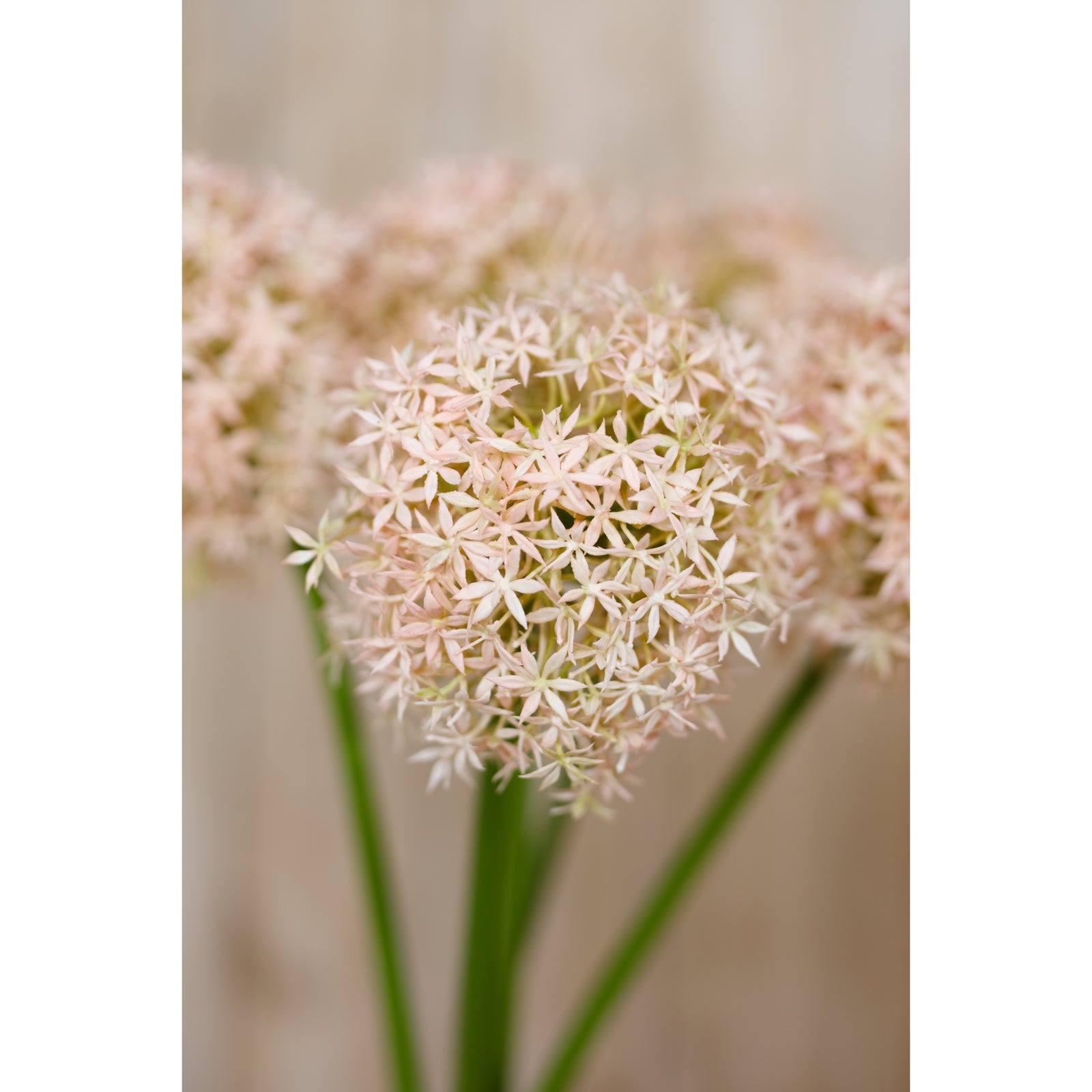 Delicate pink allium artificial flower stem featuring lifelike petals and a tall green stem, set against a soft background.