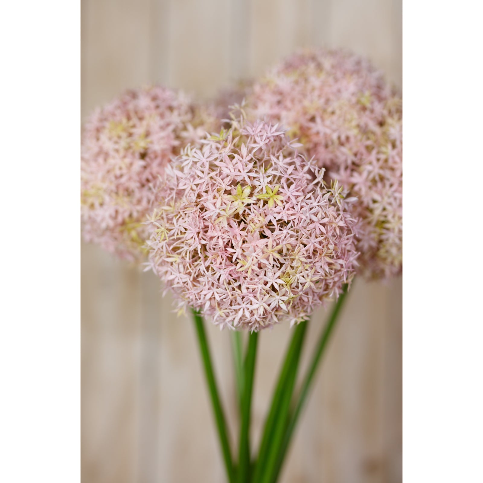 Lilac medium allium stem features delicate, spherical blooms in soft lilac and ivory, set against green stems, perfect for decor.