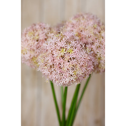 Lilac Medium Allium Stem - Single Stem Flowers from the Quanta Home collection.