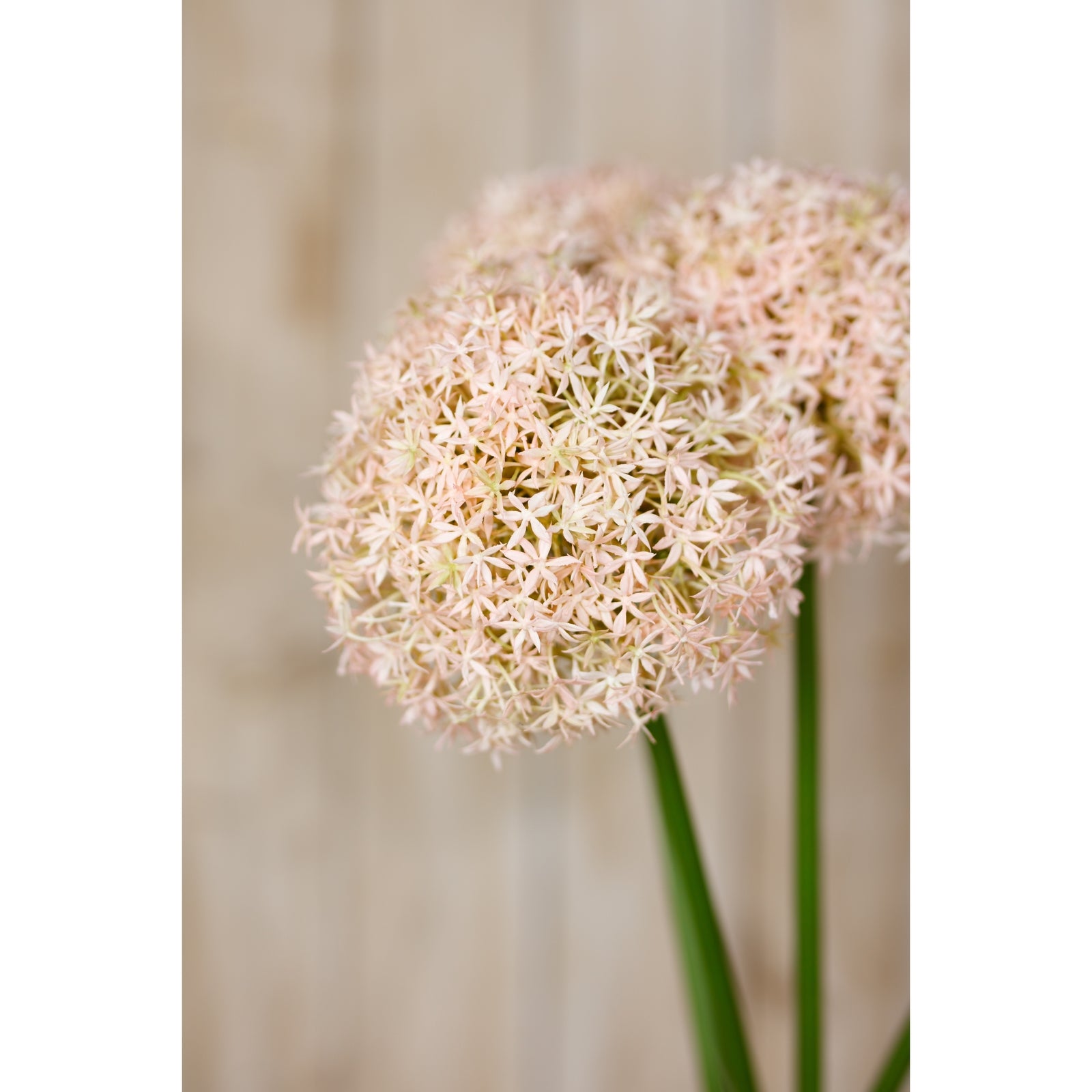 Pink faux allium stem featuring delicate spherical blooms with pink and ivory florets, supported by green stems.