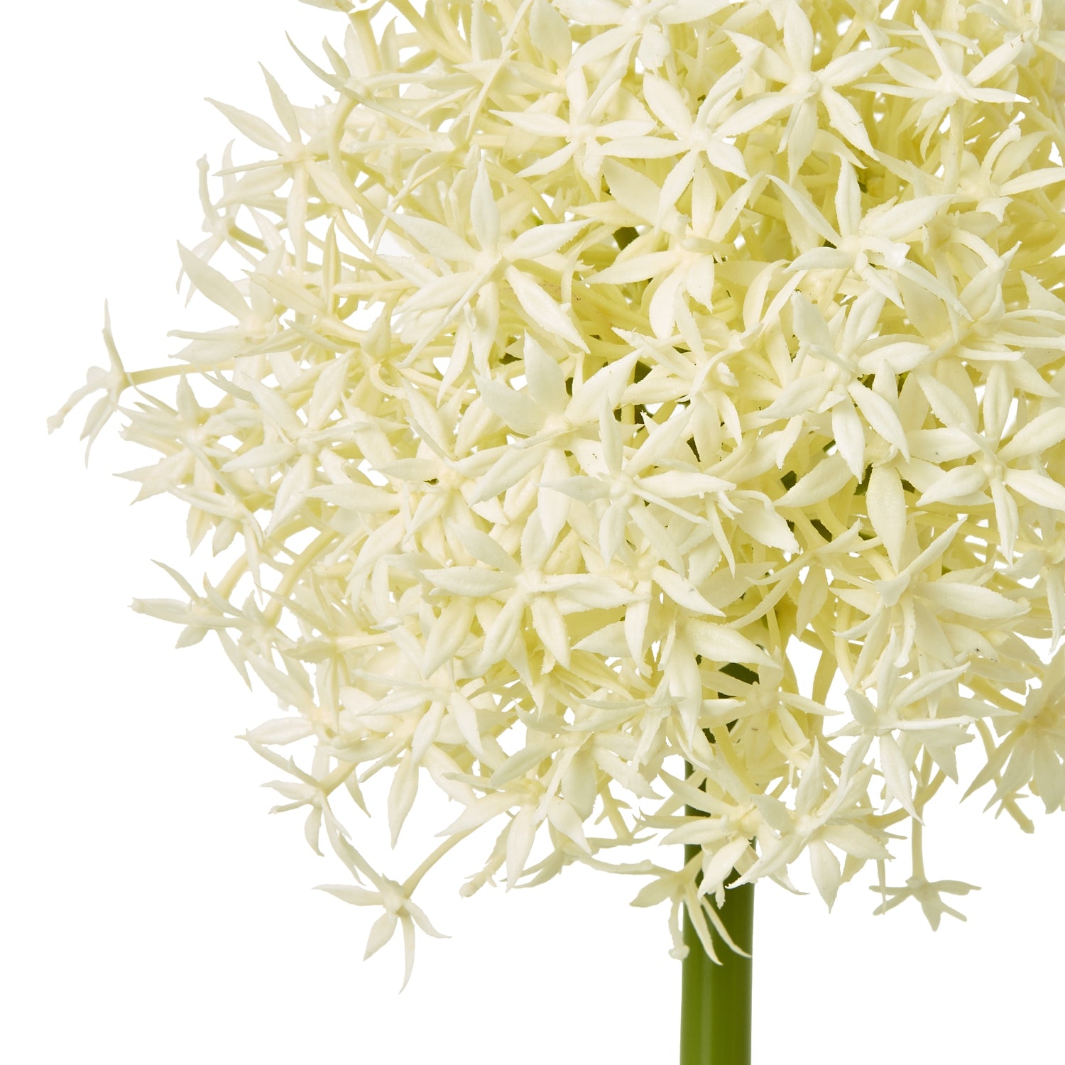 Delicate cream Allium blossom on a slender green stem, offering a timeless and sophisticated aesthetic for any decor.