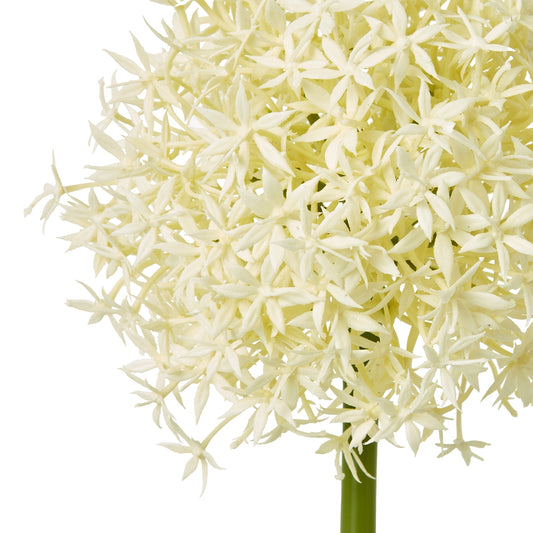 Delicate cream Allium blossom on a slender green stem, offering a timeless and sophisticated aesthetic for any decor.