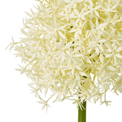 Cream Medium Allium Stem - Single Stem Flowers from the Quanta Home collection.