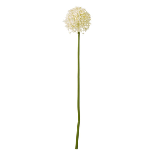 Cream Medium Allium Stem - Single Stem Flowers from the Quanta Home collection.