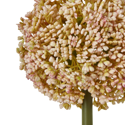 Vibrant pink allium stem featuring delicate, feathery clusters, perfect for enhancing any decor style with elegance.