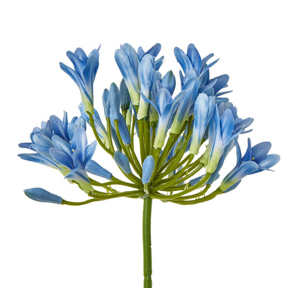 Blue Agapanthus Stem - Single Stem Flowers from the Quanta Home collection.