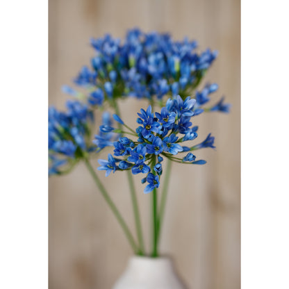 Blue Agapanthus Stem - Single Stem Flowers from the Quanta Home collection.