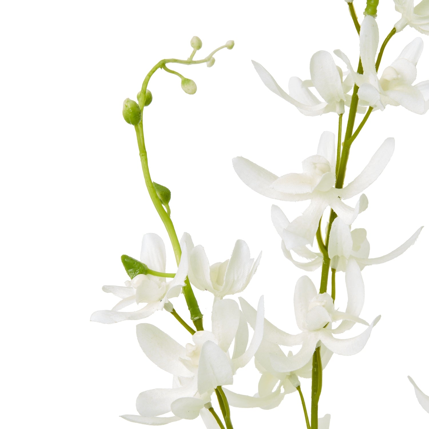 Delicate white Cymbidium spray with botanically accurate blooms and subtle green accents, enhancing serene home decor.