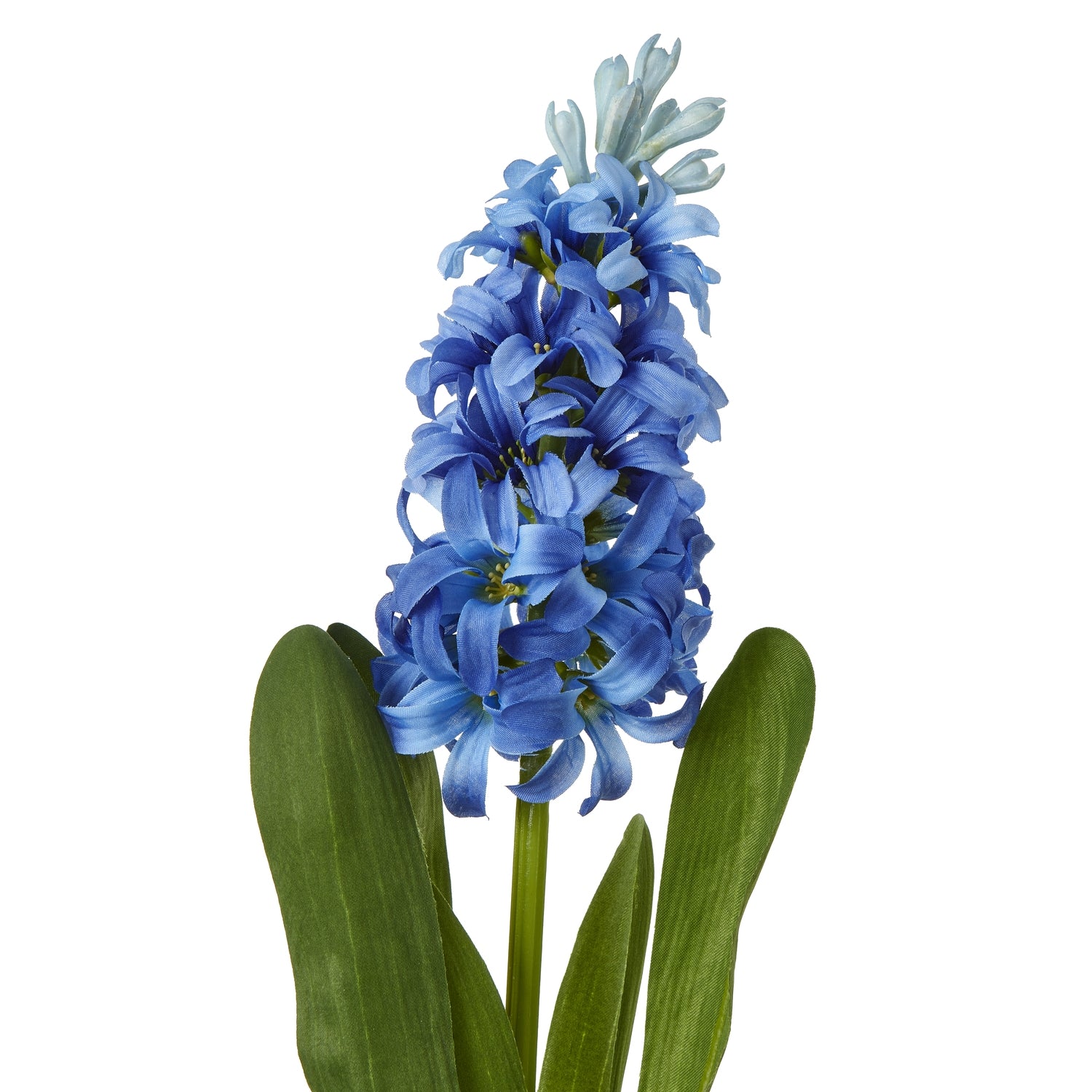 Vibrant blue hyacinth stem with dense petals and green leaves, perfect for elegant floral arrangements and home decor.