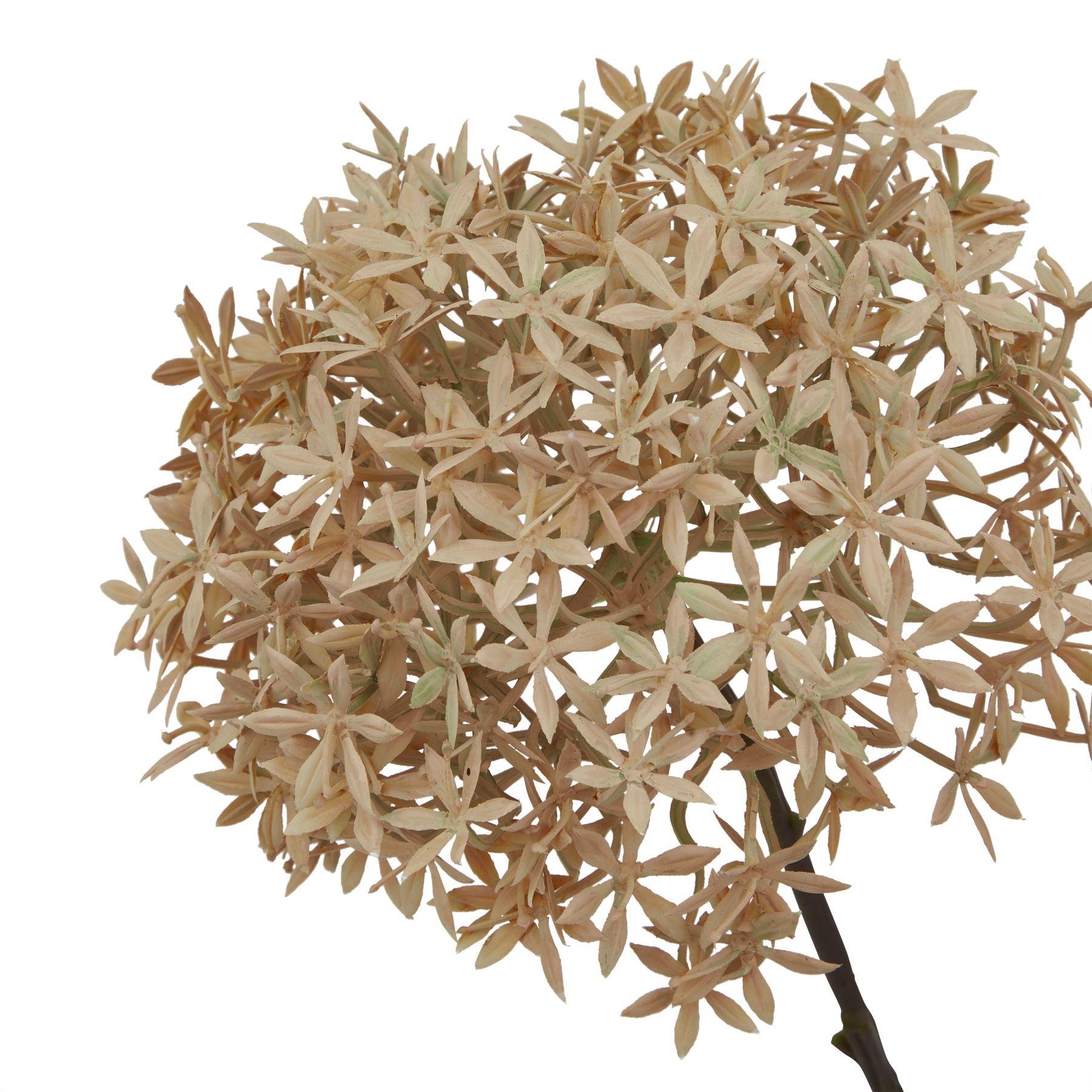 Single stem Coffee Allium features delicate, light brown flowers with intricate petal details, exuding rustic elegance.