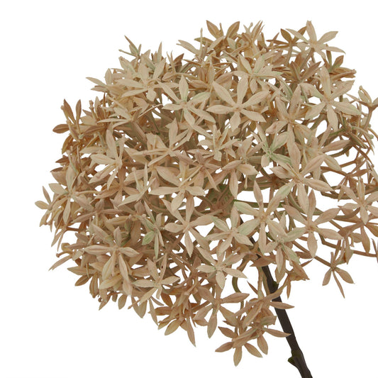Single stem Coffee Allium features delicate, light brown flowers with intricate petal details, exuding rustic elegance.