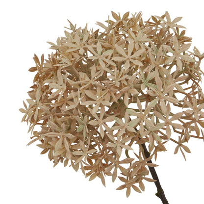 Coffee Allium - Autumn Stems from the Quanta Home collection.