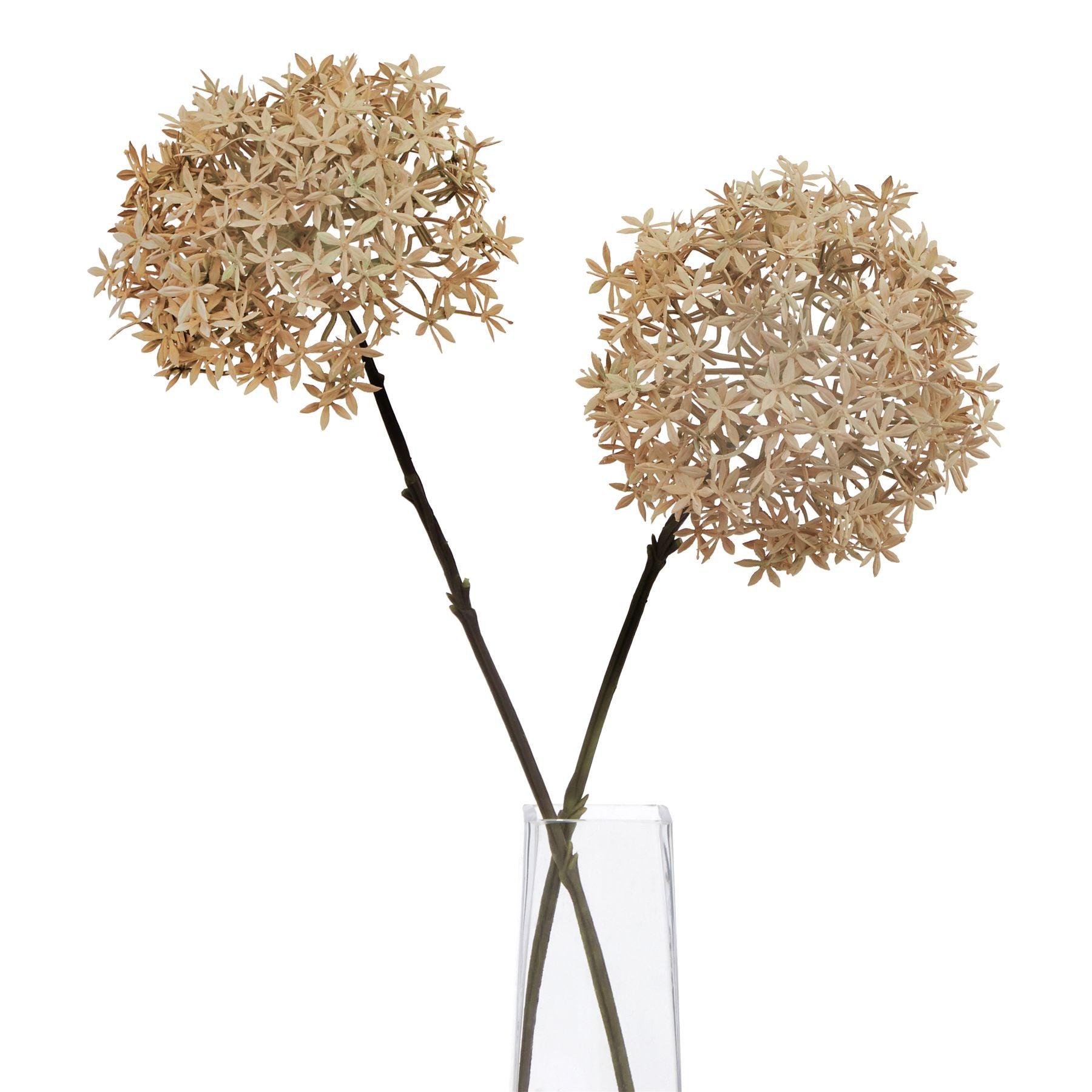Two elegant artificial Coffee Allium stems with intricate floral details in soft beige, arranged in a clear vase.