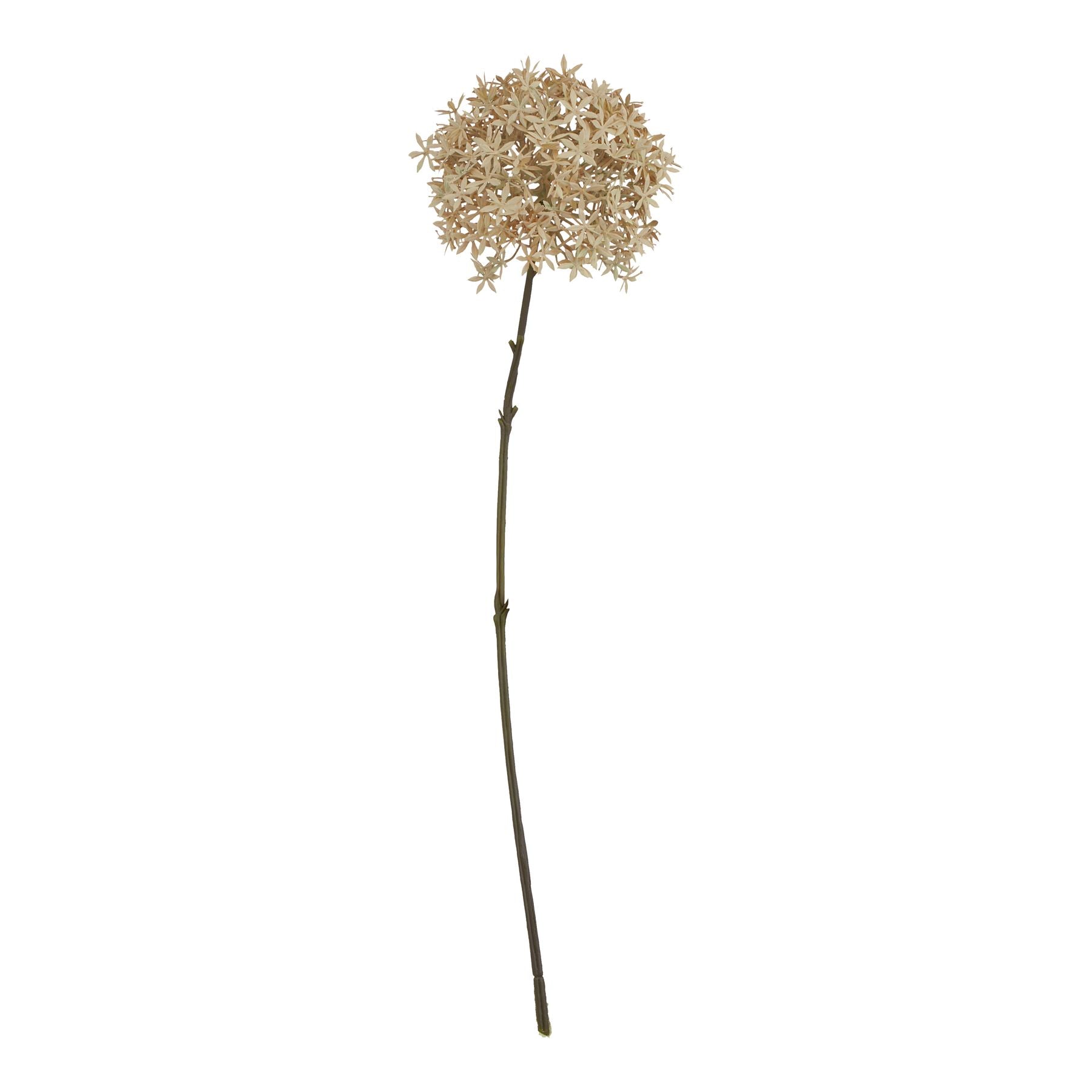 Elegant stem featuring a cluster of delicate, cream-colored flowers atop a slender, earthy brown stem, perfect for autumn decor.
