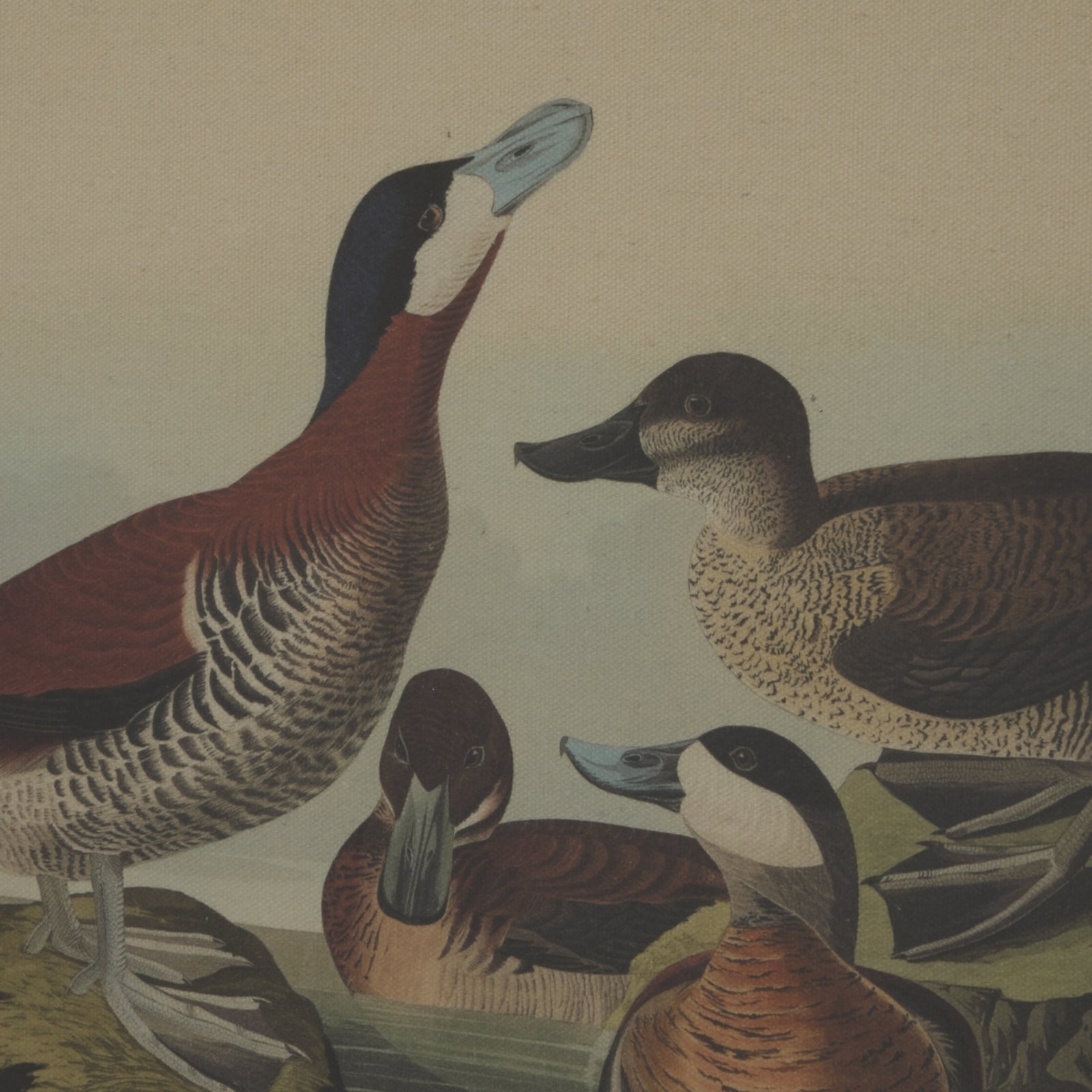 Colorful ducks depicted in intricate detail against a soft background, framed with a luxurious beaded border.