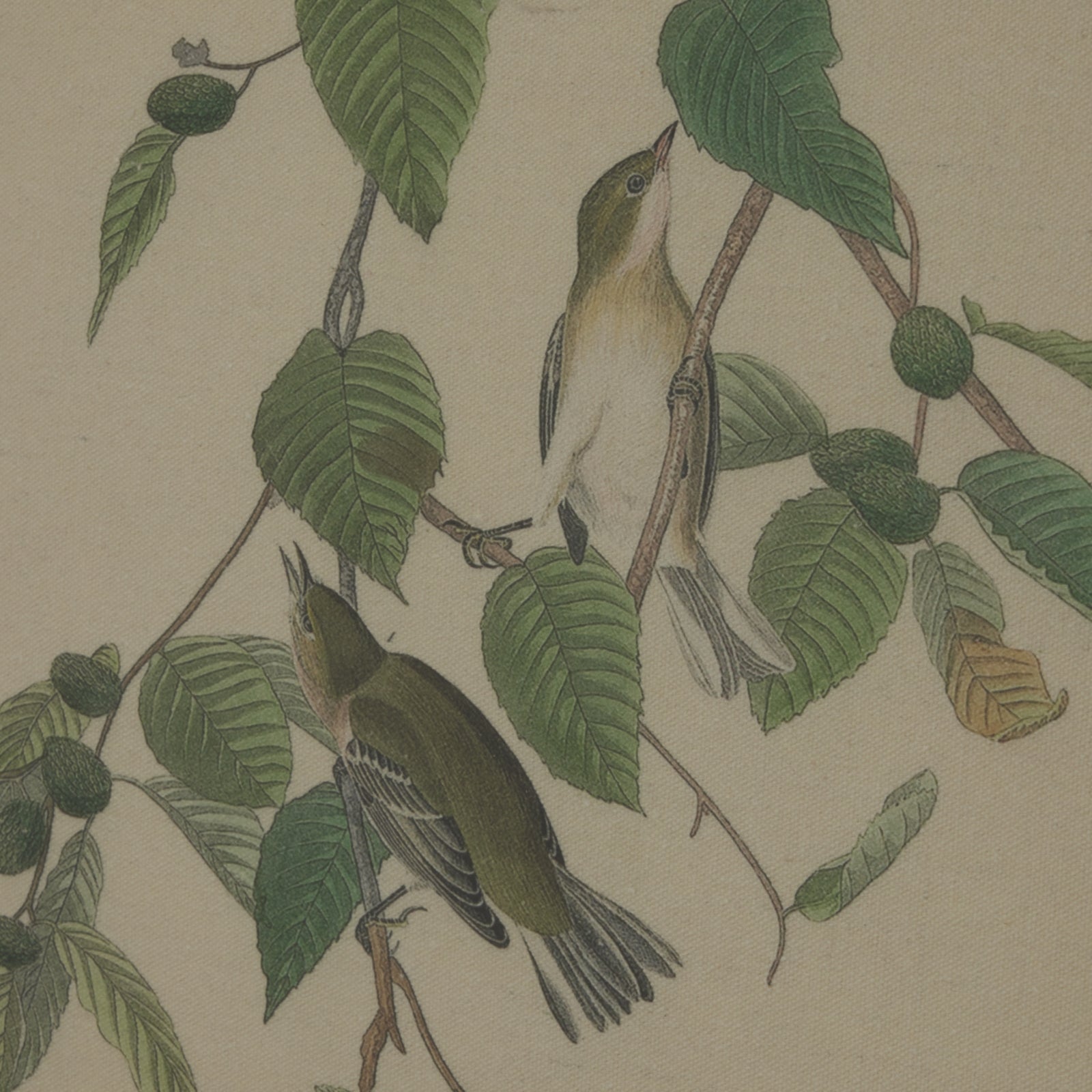 Detailed ornithological illustration of two warblers perched among green leaves on a natural linen background, framed with elegant beads.