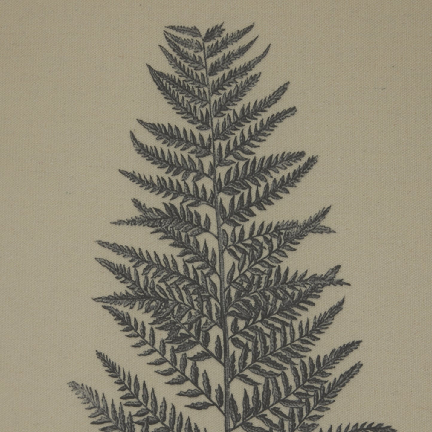 Meticulously detailed beech fern illustration in black on natural linen, framed with elegant beaded border, adding sophistication.