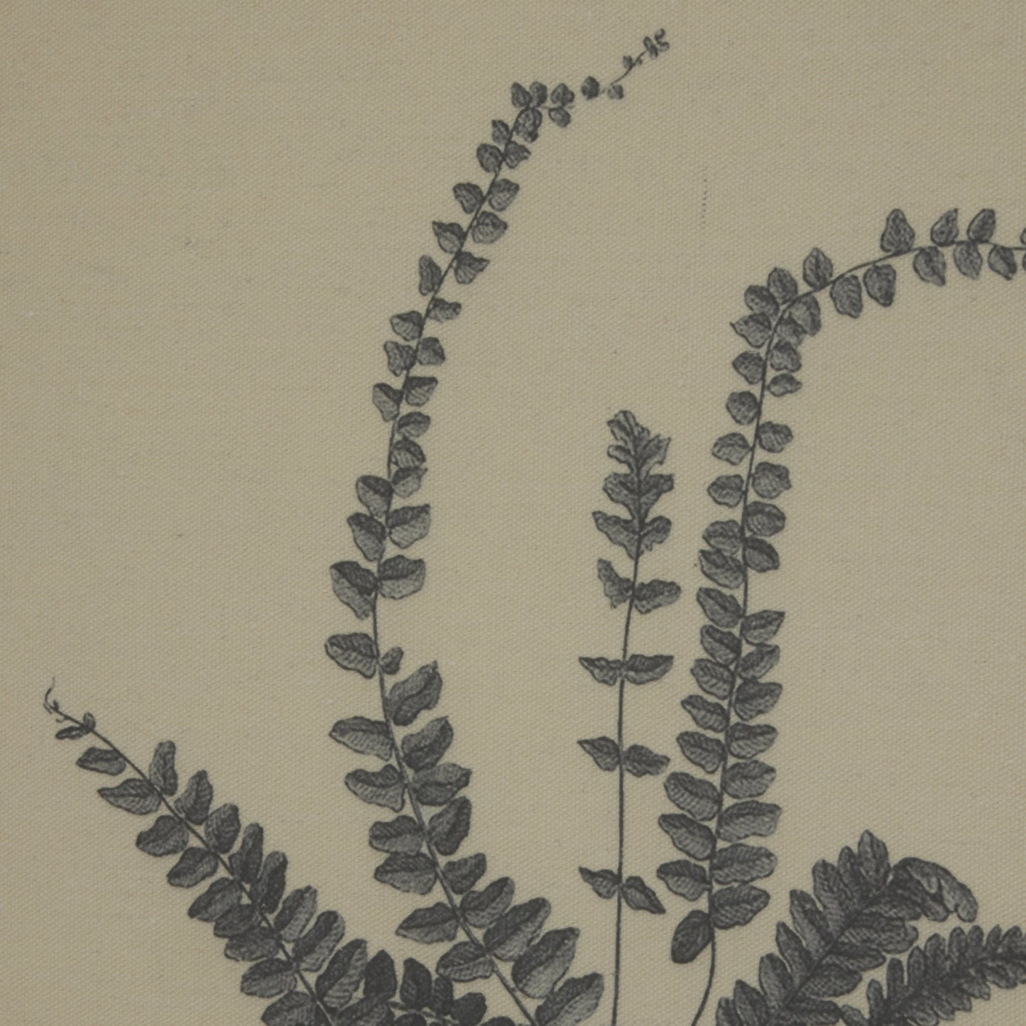 Botanical art print of spleenwort in dark hues on fine linen, framed in an ornate beaded frame; neutral elegance for any decor.