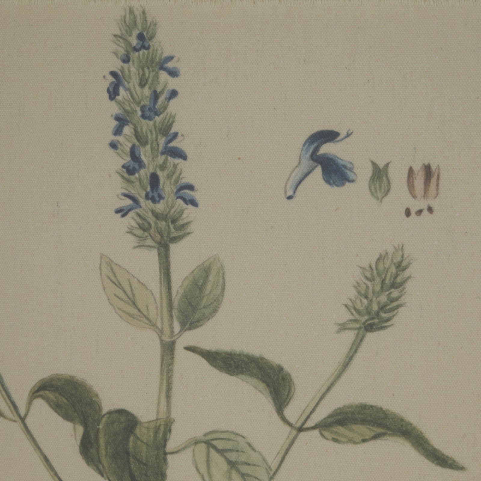 Botanical illustration of salvia in rich blues on natural linen, framed with elegant beading for a sophisticated decor accent.
