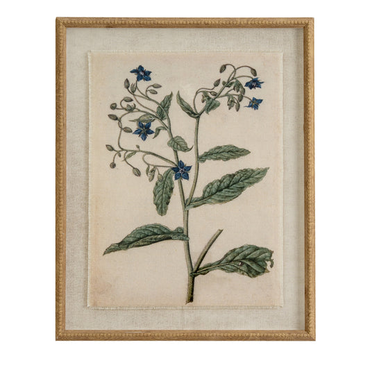 Flora & Fauna Collection Borage On Linen In Beaded Frame - Printed Art from the Quanta Home collection.