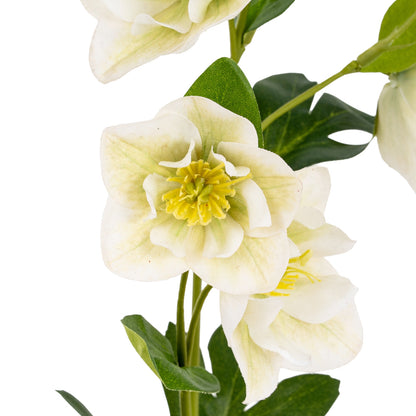 White Hellebore Stem - Single Stem Flowers from the Quanta Home collection.