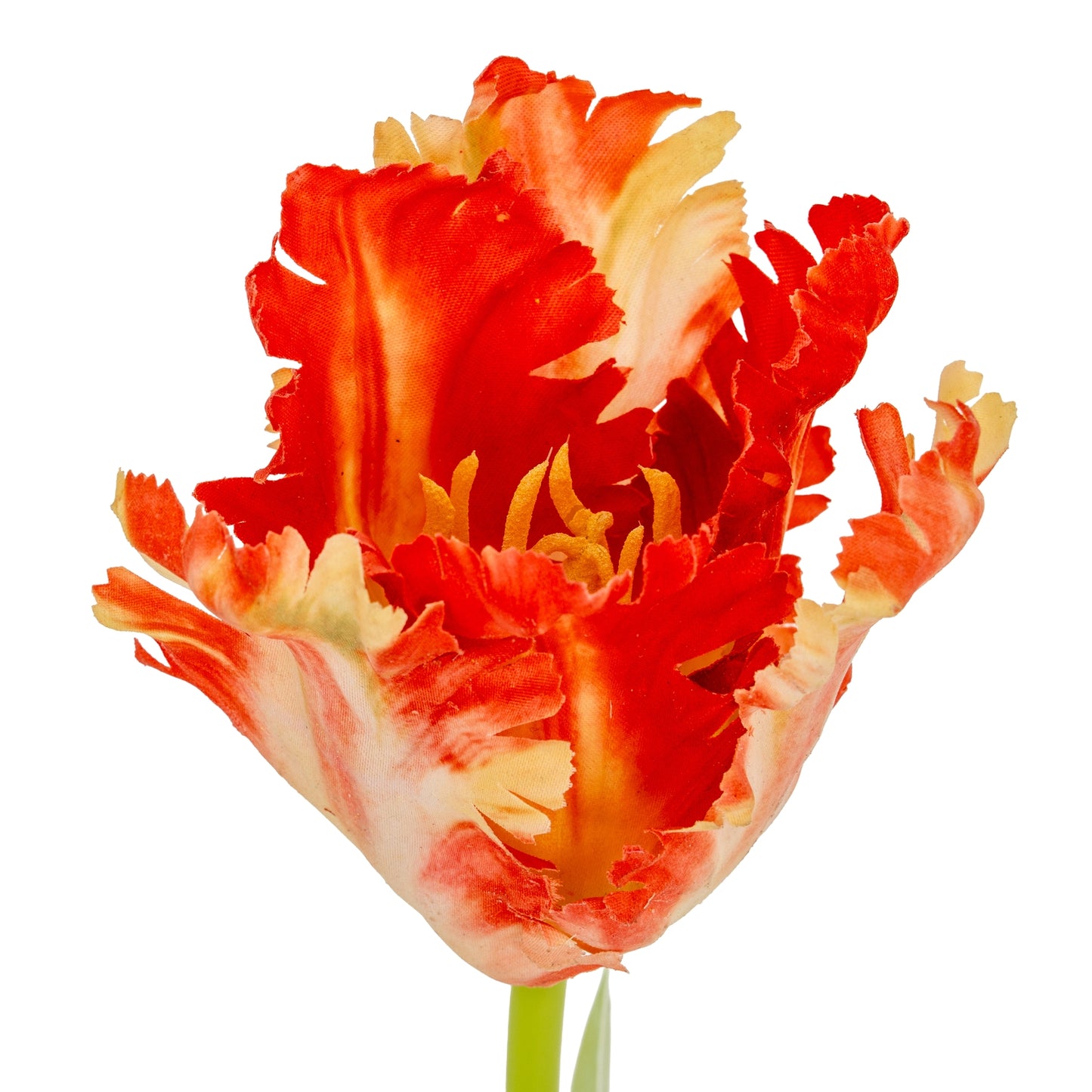 Flame Orange Parrot Tulip - Single Stem Flowers from the Quanta Home collection.
