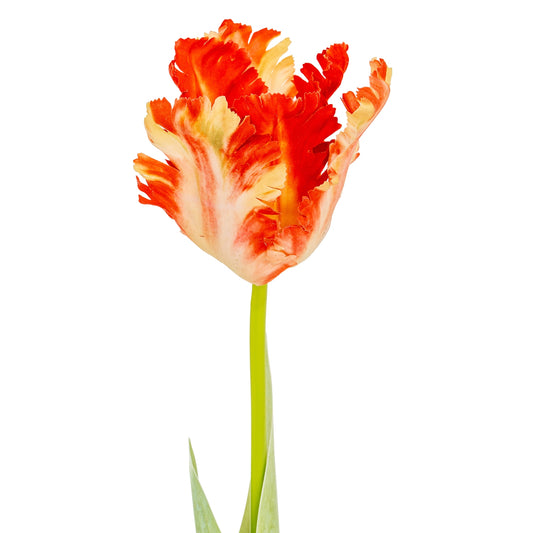 Flame Orange Parrot Tulip - Single Stem Flowers from the Quanta Home collection.