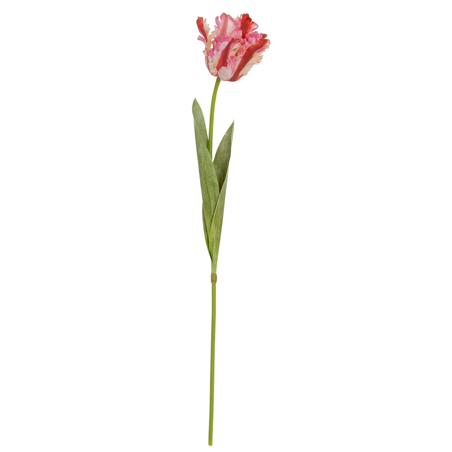Multi Pink Parrot Tulip - Single Stem Flowers from the Quanta Home collection.