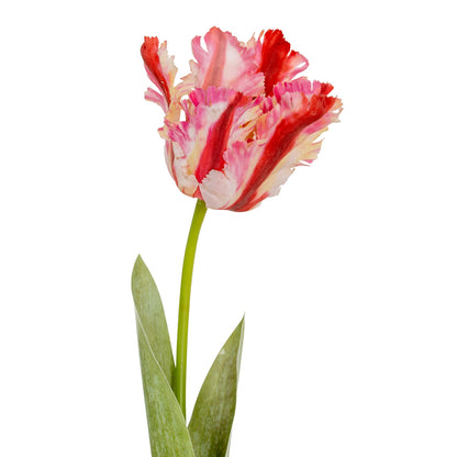 Multi Pink Parrot Tulip - Single Stem Flowers from the Quanta Home collection.