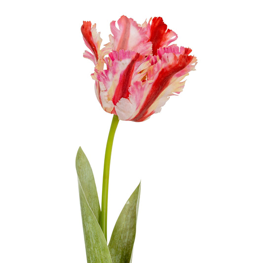 Multi Pink Parrot Tulip - Single Stem Flowers from the Quanta Home collection.