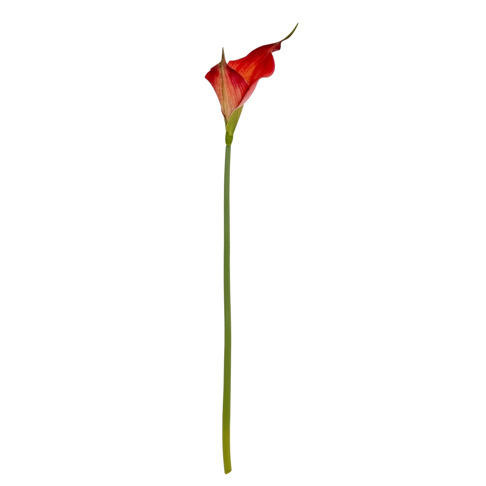 Fireball Calla Lily - Single Stem Flowers from the Quanta Home collection.