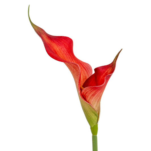Fireball Calla Lily - Single Stem Flowers from the Quanta Home collection.