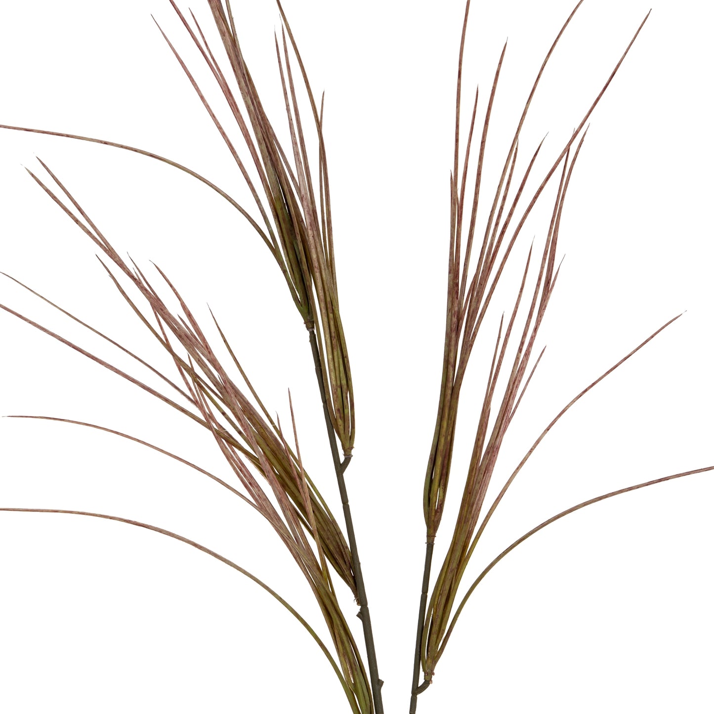 Brome Grass Spray - Single Stem Flowers from the Quanta Home collection.
