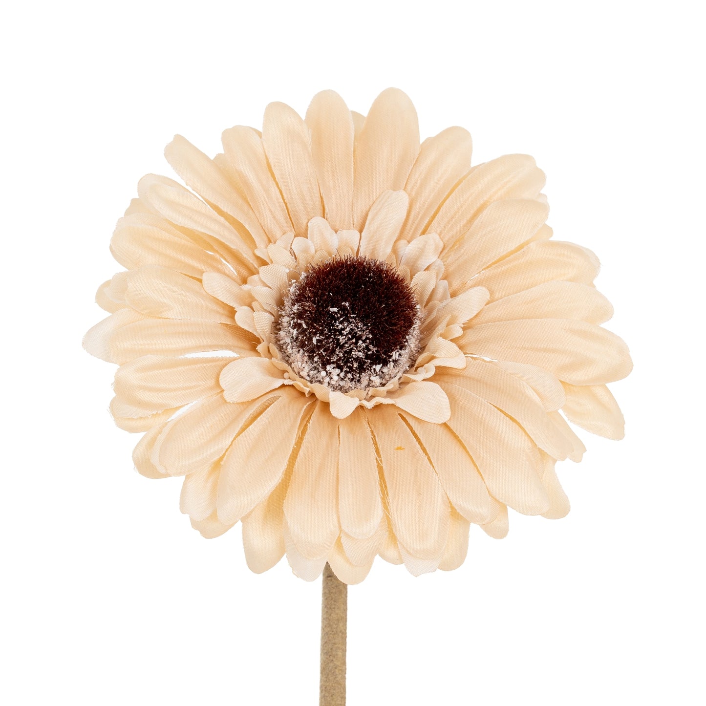 Cream Gerbera Stem - Single Stem Flowers from the Quanta Home collection.